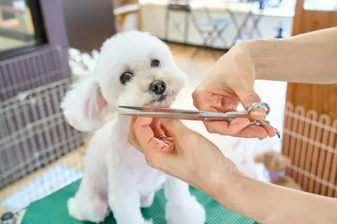 Supertails clone pet care services app development by Nodewap Technology